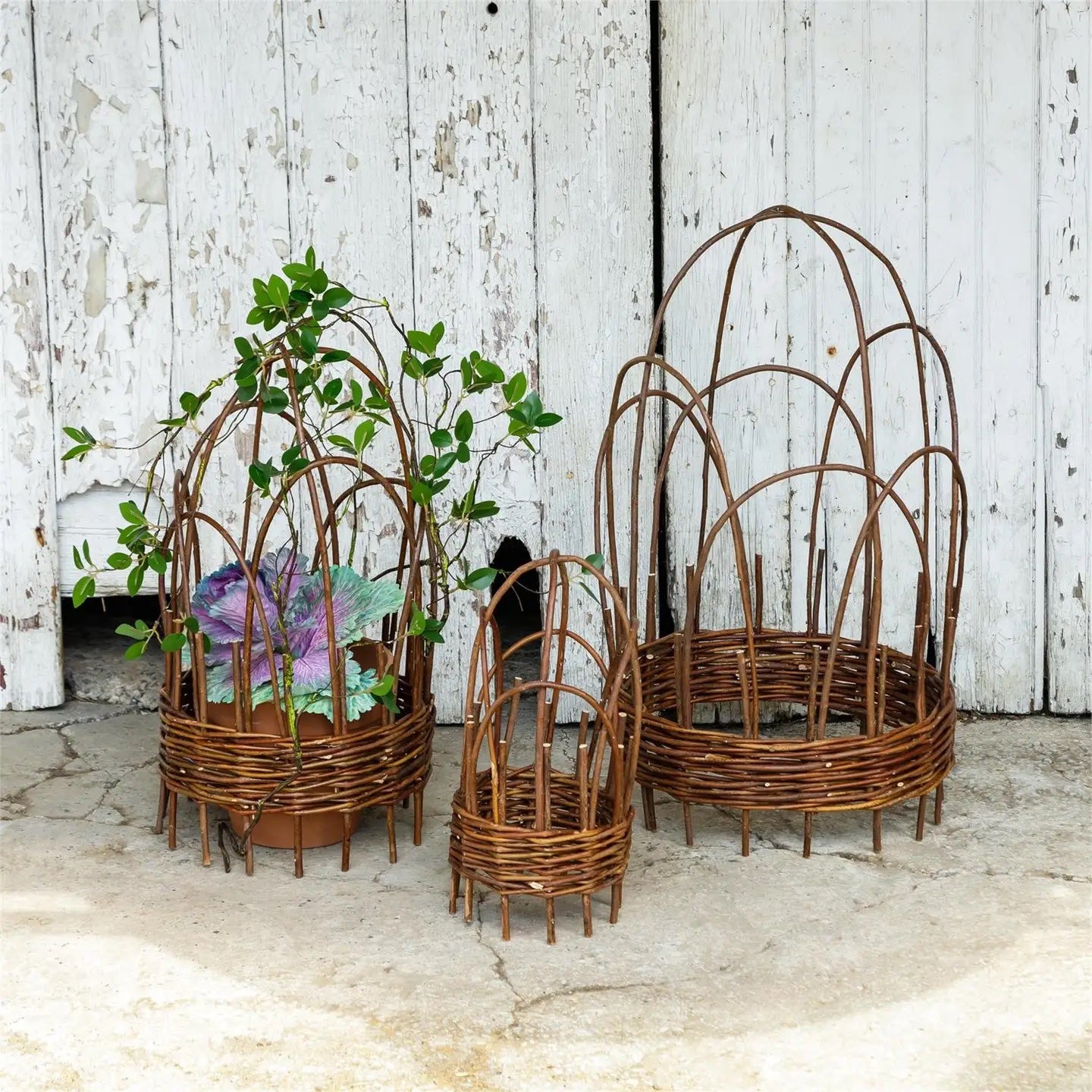 wicker planter with trellis Willow Wicker Cloche Trellis