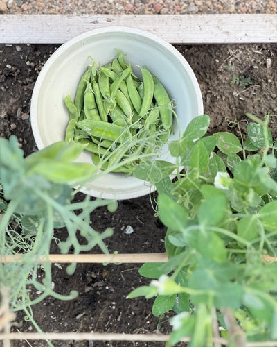 kitchen garden + sweet peas