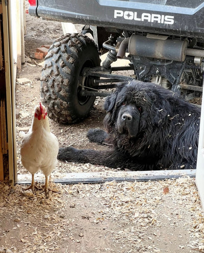hen's best friend