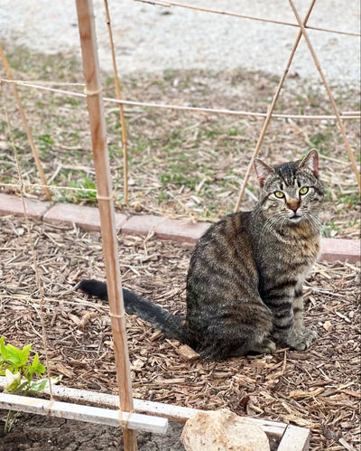 cat eyes + seedlings