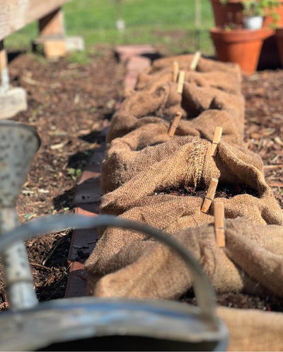 kitchen garden